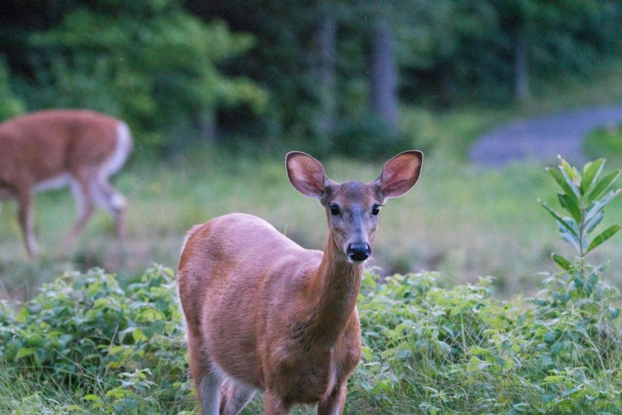 Готель Taboo Muskoka Ґрейвенгерст Екстер'єр фото